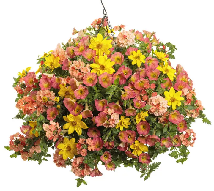 Superbena Peachy Keen Verbena - Image 3