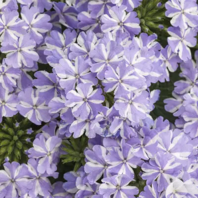 Superbena Stormburst Verbena