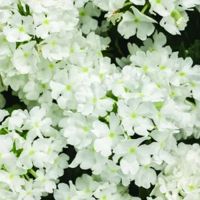 Superbena White Out Verbena