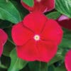 Blockbuster Red with Eye Vinca - Image 2
