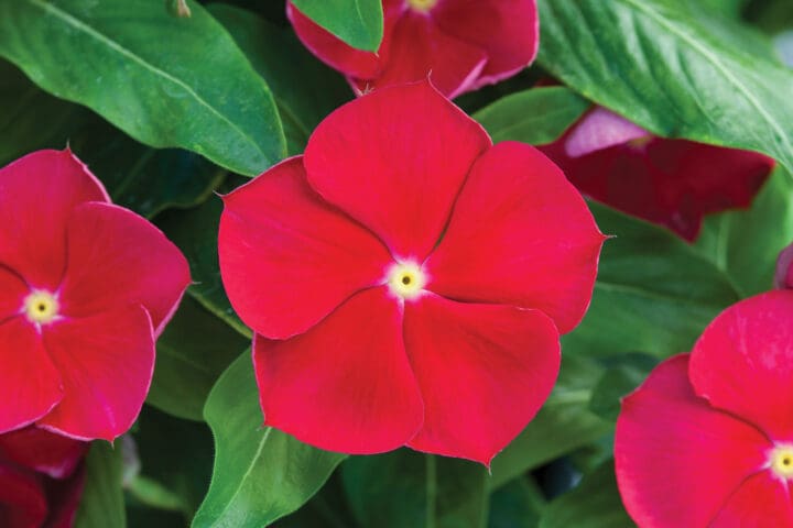 Blockbuster Red with Eye Vinca - Image 2