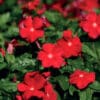 Blockbuster Red with Eye Vinca - Image 3
