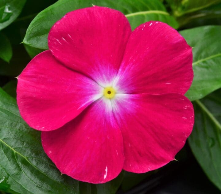 Cora Hotgenta Vinca