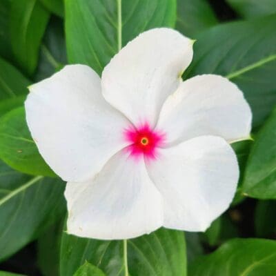 Cora Cascade Polka Dot Vinca