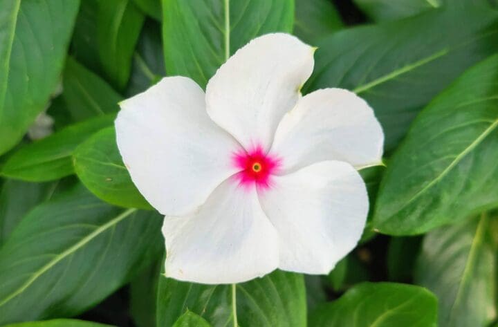Cora Cascade Polka Dot Vinca
