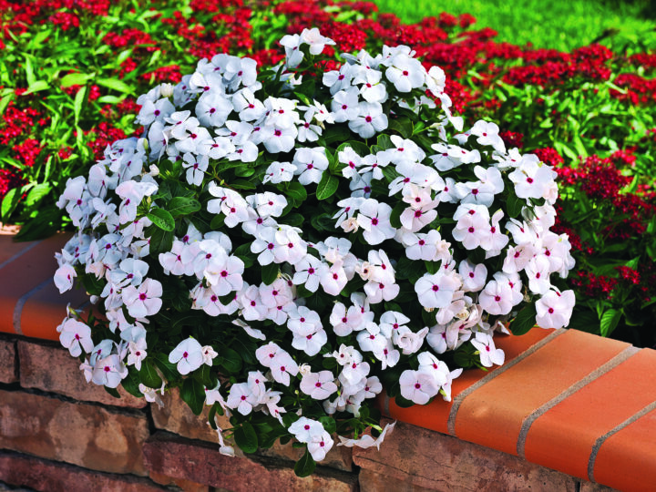Cora Cascade Polka Dot Vinca - Image 3
