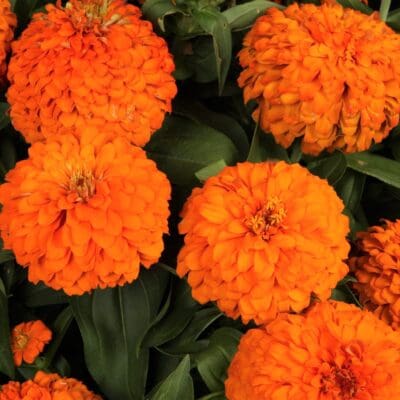 Magellan Orange Zinnia