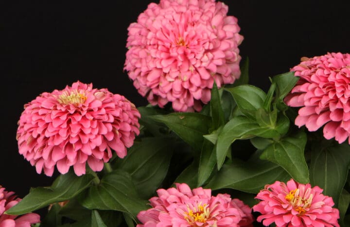 Sweet Tooth Cotton Candy Zinnia - Image 2