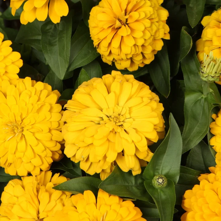 Sweet Tooth Lemonhead Zinnia - Image 2