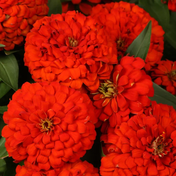Sweet Tooth Licorice Zinnia - Image 2