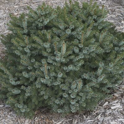 Dwarf Serbian Spruce Low
