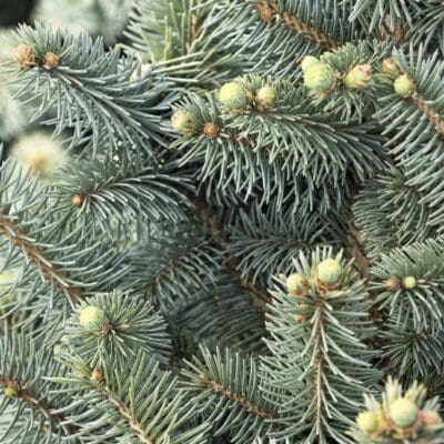 JeanGenie Colorado Blue Spruce