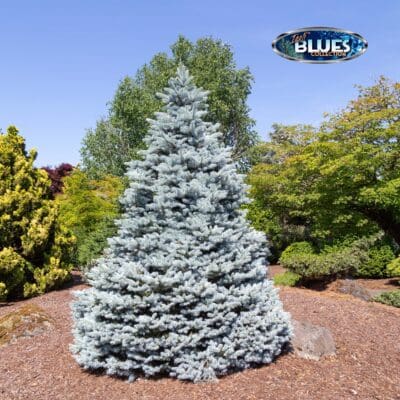 Monty Blue Spruce