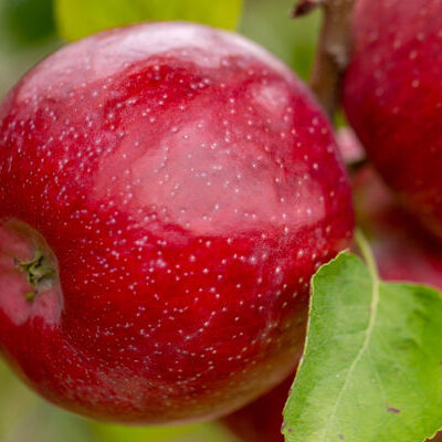 Triumph Apple