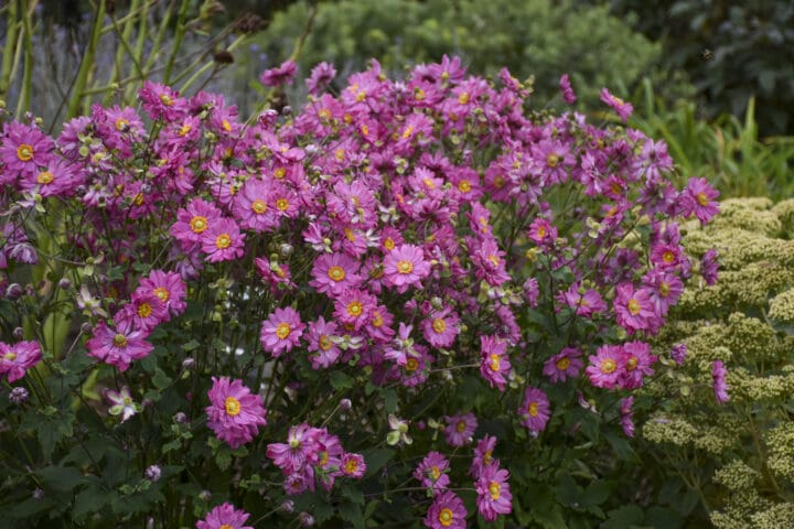 Fall in Love Sweetly Japanese Anemone