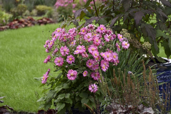 Fall in Love Sweetly Japanese Anemone - Image 2