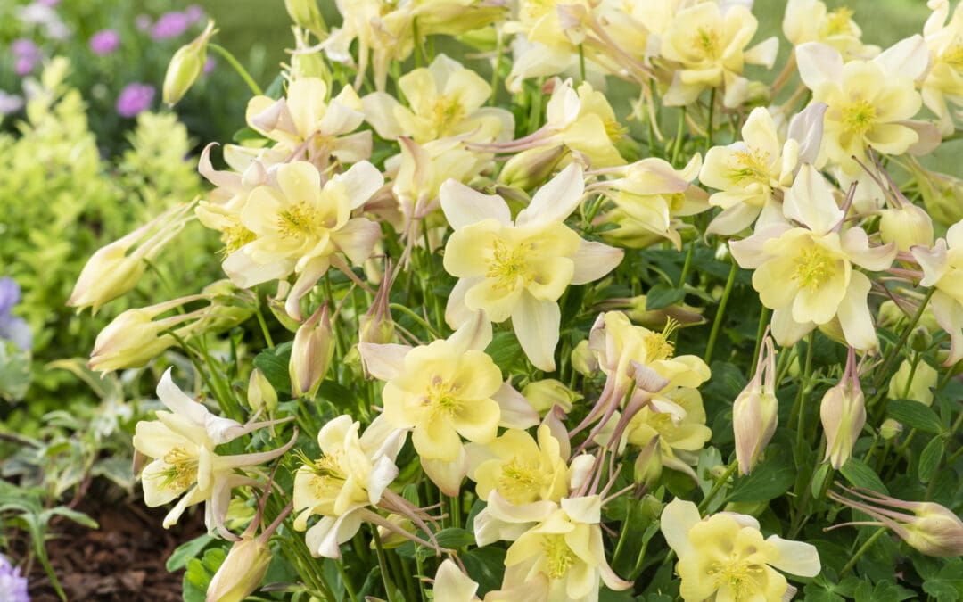 Earlybird Yellow Columbine
