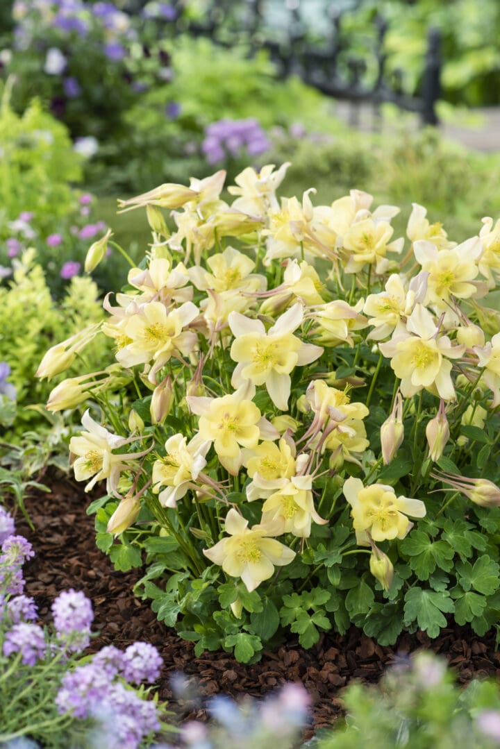 Earlybird Yellow Columbine