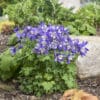Aquilegia Columbine Kirigami Deep blue and White (Sun)