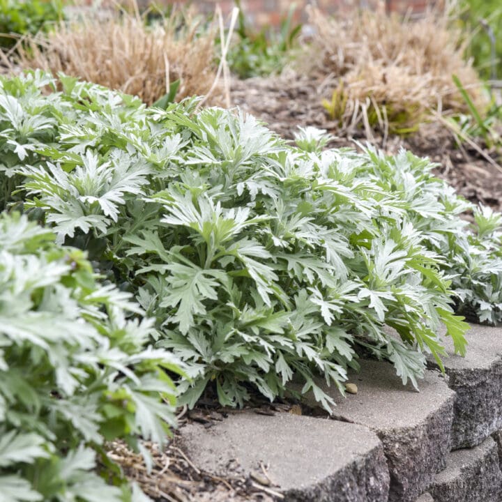 Silver Lining White Artemisia - Image 2