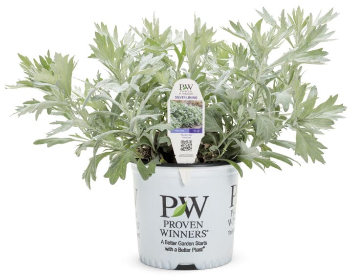 Silver Lining White Artemisia - Image 3