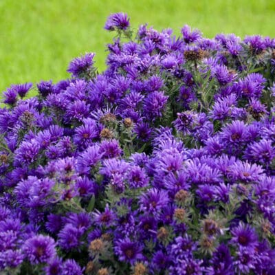 Grape Crush New England Aster