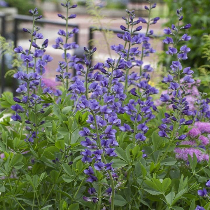 Australis False Indigo - Image 3