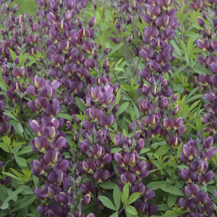 Burgundy Blast False Indigo