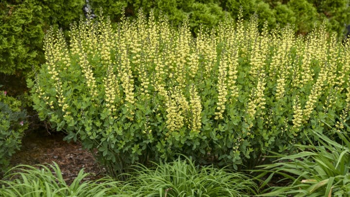 Burgundy Blast False Indigo - Image 3