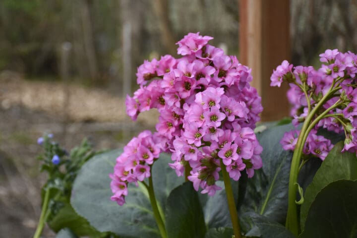 Miss Piggy Bergenia