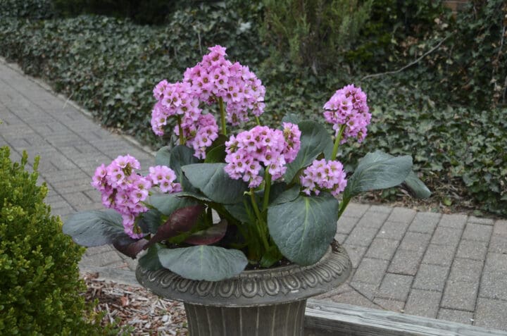 Miss Piggy Bergenia - Image 2