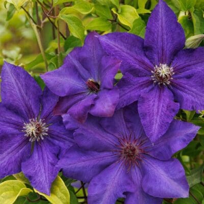 Royal Cascade Clematis