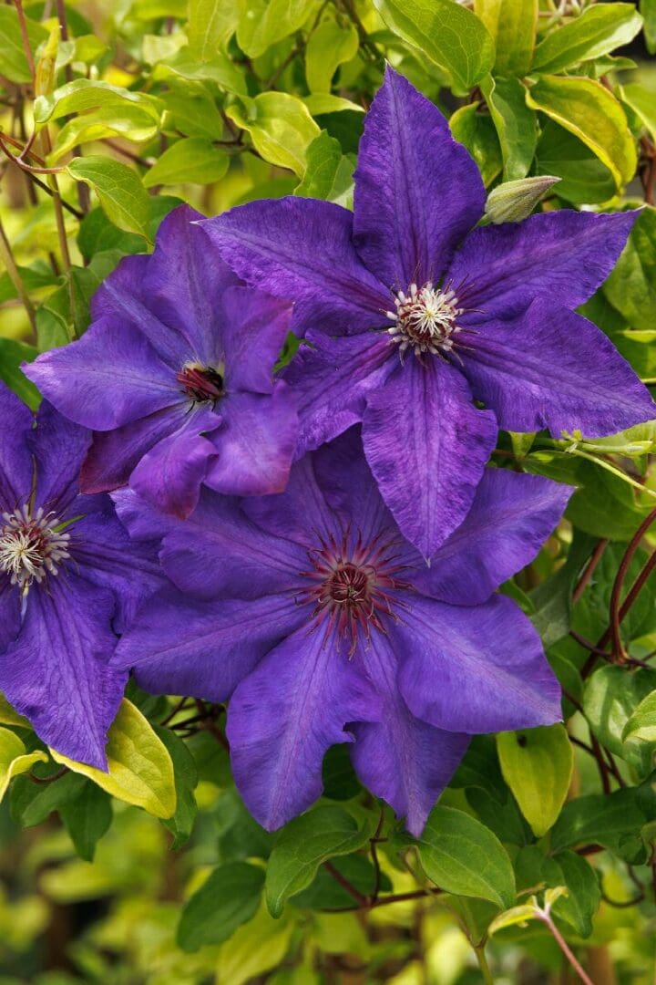 Royal Cascade Clematis - Image 2