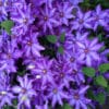 Royal Cascade Clematis - Image 3