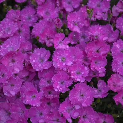 Paint the Town Fuchsia Dianthus