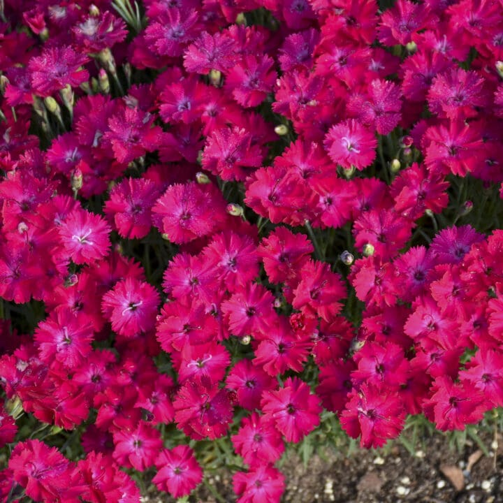 Paint the Town Red Dianthus