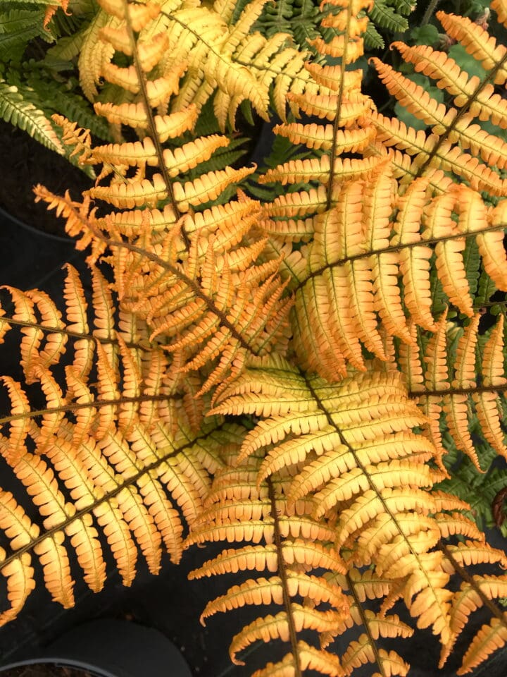 Jurassic Gold Fern
