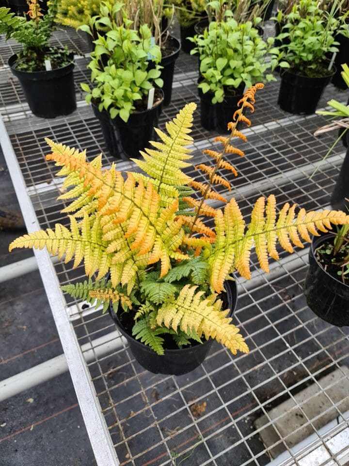Jurassic Gold Fern - Image 2