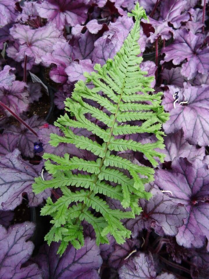The King Fern