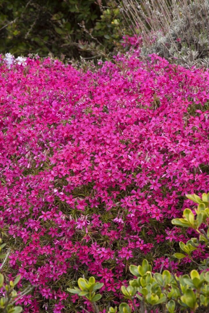 Red Wing Creeping Phlox
