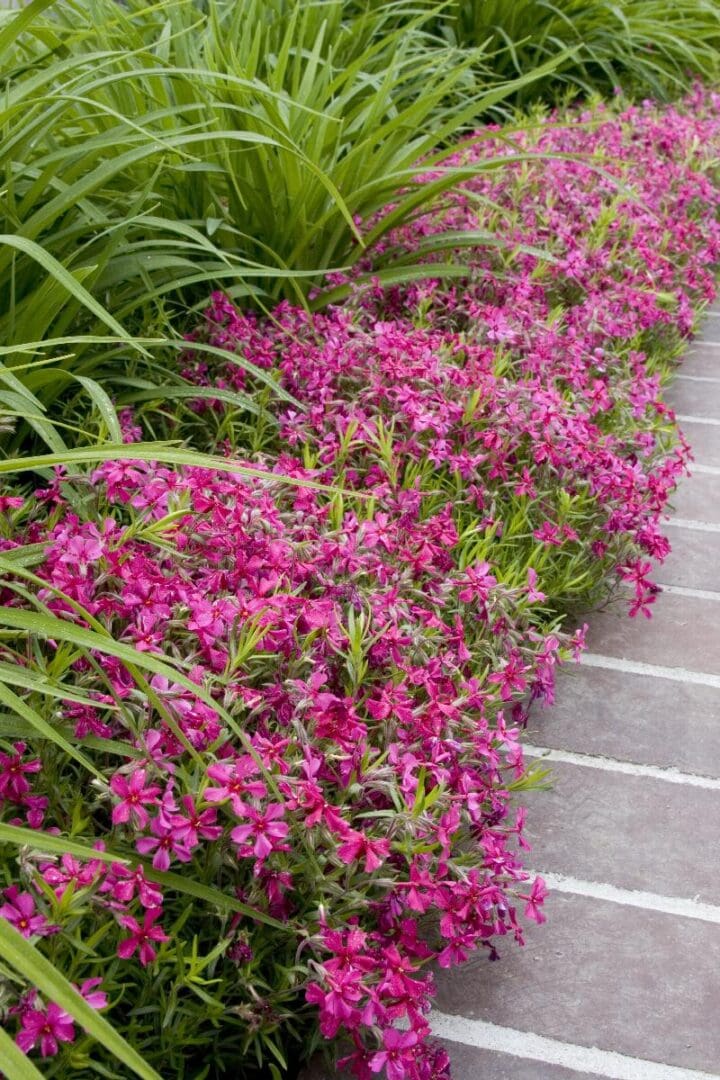 Red Wing Creeping Phlox - Image 2