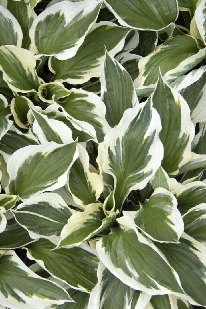 Minuteman Hosta