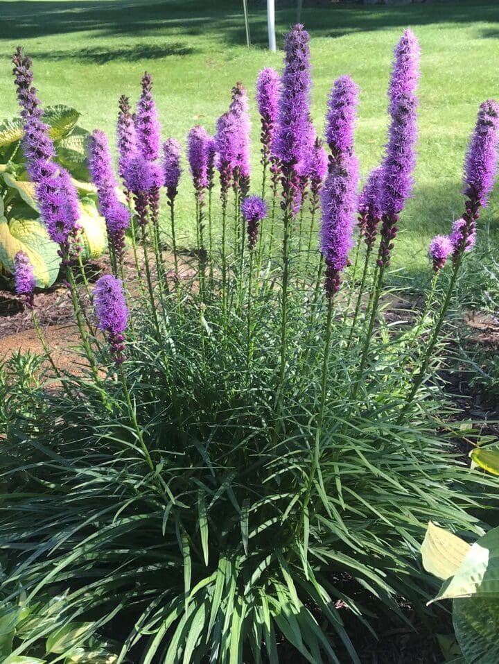 Liatris Blazing Star