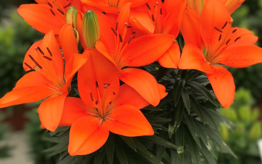 Tiny Heroes Asiatic Lily