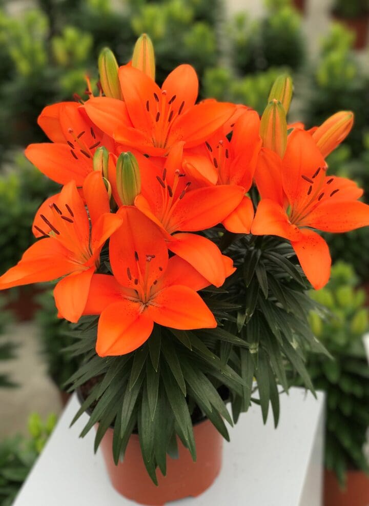 Tiny Heroes Asiatic Lily