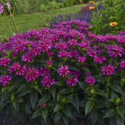 Pardon My Purple Bee Balm