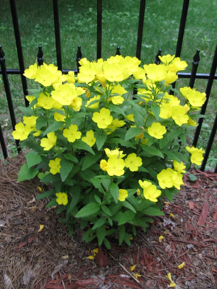 Missouri Evening Primrose
