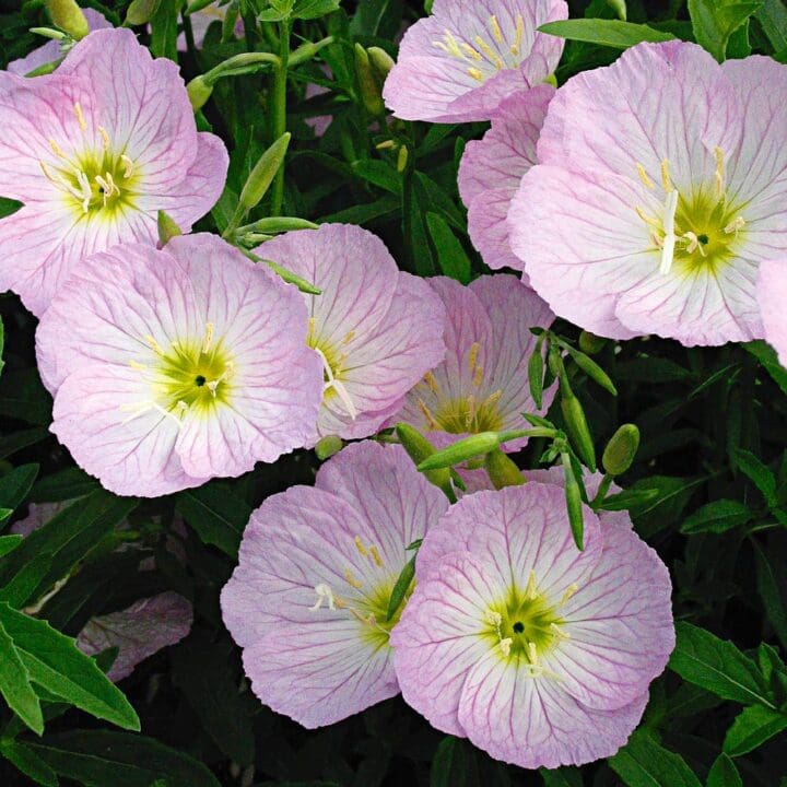 Siskiyou Pink Evening Primrose