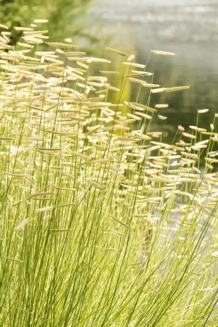 Blonde Ambition Blue Grama Grass - Image 2