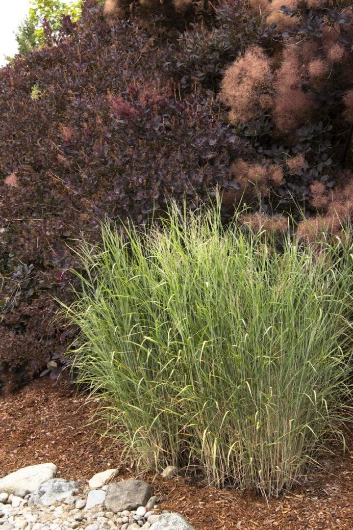 Heavy Metal Blue Switch Grass